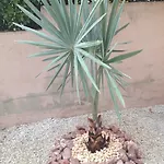 Les Lones Avec Jardin * Six-Fours-les-Plages